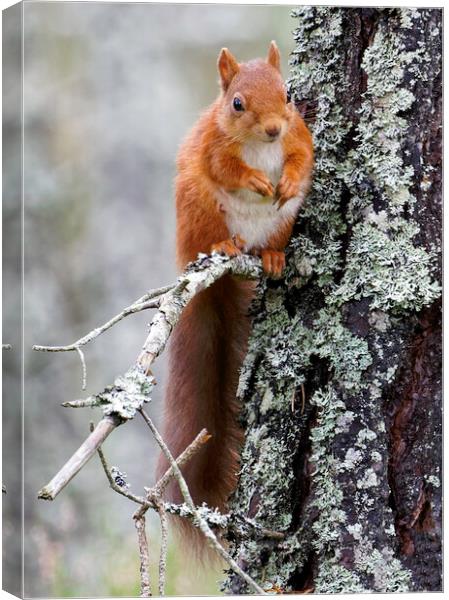 Cairngorm Red Squirrel Canvas Print by Alan Simpson