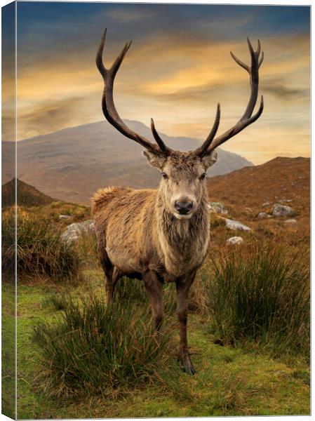 Scottish Deer Canvas Print by Alan Simpson