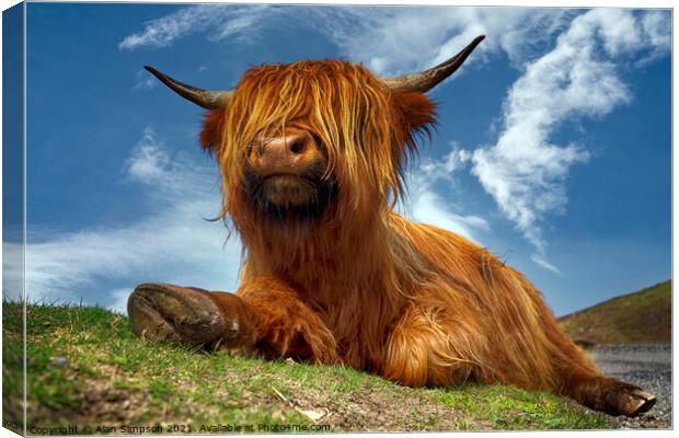 Highland Cow Canvas Print by Alan Simpson