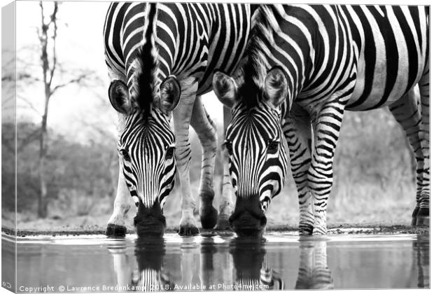 Wild Zebra Drinking at Waterhole  Canvas Print by Lawrence Bredenkamp