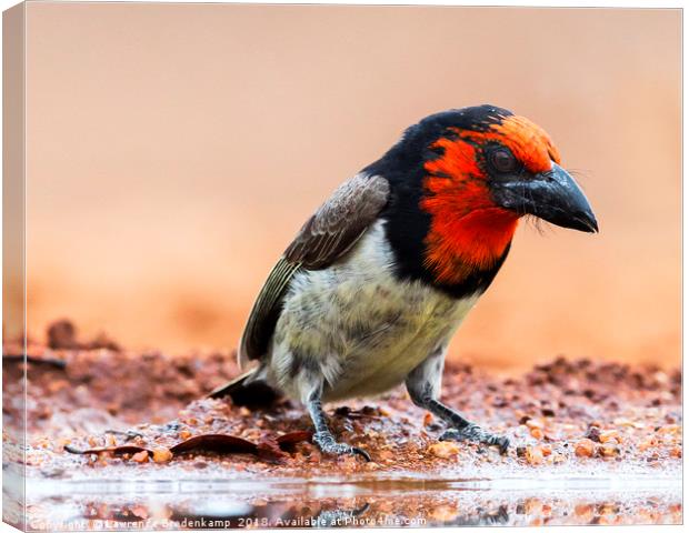 Close-Up of a Black Collared Barbet  Canvas Print by Lawrence Bredenkamp