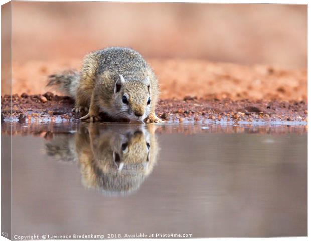 Alert squirrel drinking Canvas Print by Lawrence Bredenkamp