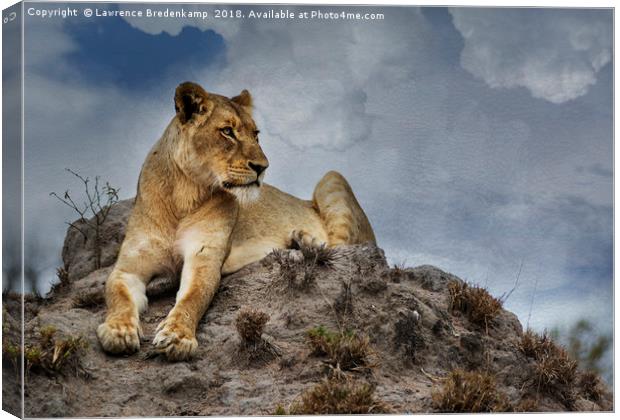 Lioness on Anthill Canvas Print by Lawrence Bredenkamp