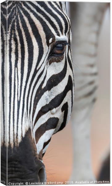 Close up Portrait of a Zebra  Canvas Print by Lawrence Bredenkamp