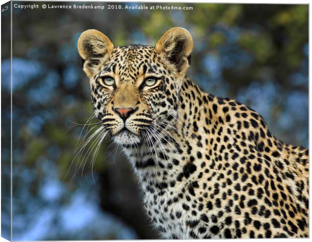 Leopard Portrait Canvas Print by Lawrence Bredenkamp