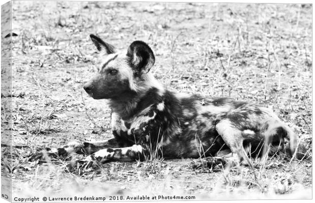 African Wild Dog Canvas Print by Lawrence Bredenkamp