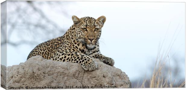 Leopard on Anthill Canvas Print by Lawrence Bredenkamp