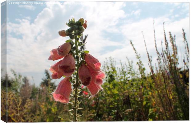  Pink Foxgloves  Canvas Print by Amy Brooks