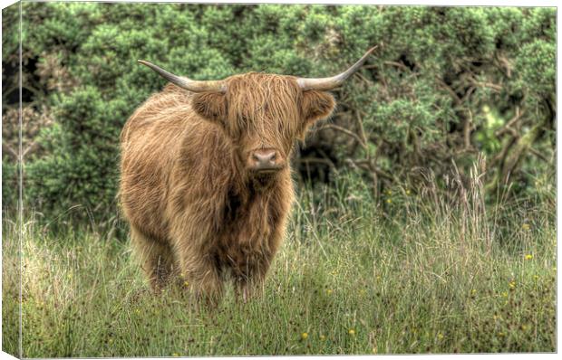  Highland Coo Canvas Print by Alexander Roscow