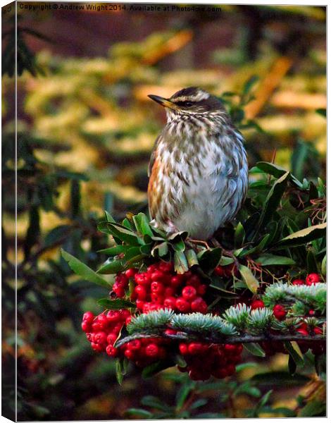  Redwing and Red Berries Canvas Print by Andrew Wright