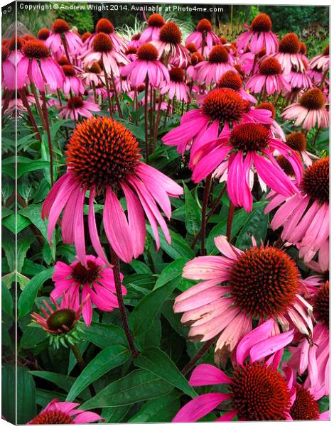  Pink Echinacea's  Canvas Print by Andrew Wright