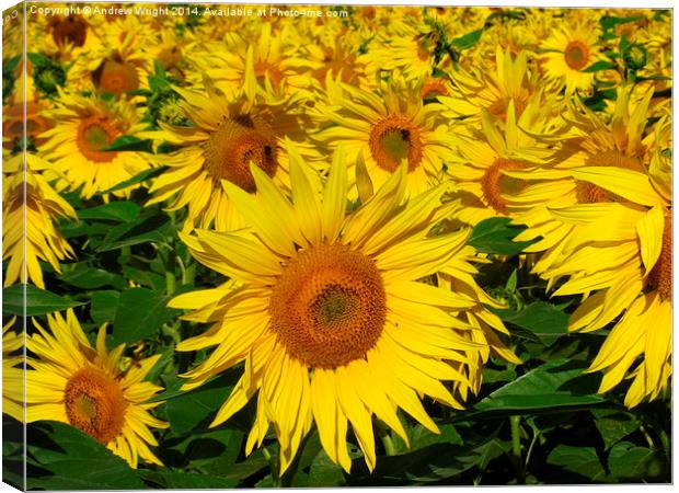  Sunflower Infinity Canvas Print by Andrew Wright