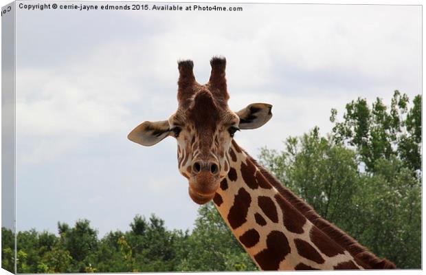  Giraffe  Canvas Print by cerrie-jayne edmonds