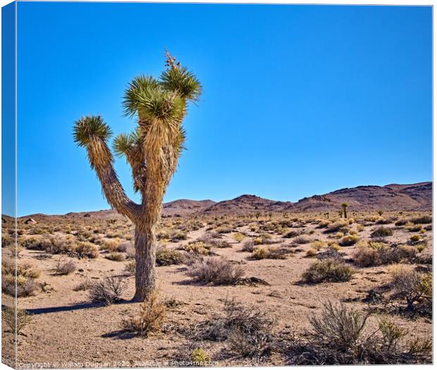 The Joshua tree Canvas Print by William Duggan