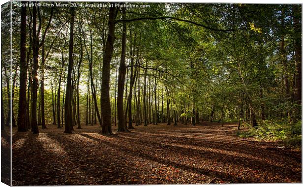  Hopwas Wood Canvas Print by Chris Mann