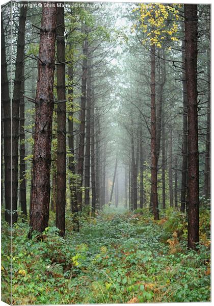  If a tree falls in the forest Canvas Print by Chris Mann