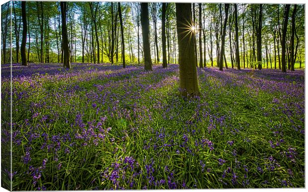  Bluebells in bloom Canvas Print by Gopal Krishnan