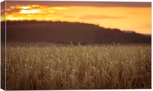  Wheat fields on the north wessex downs Canvas Print by Gopal Krishnan