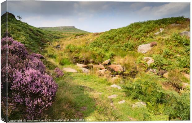 Heather at Burbage Bridge Canvas Print by Andrew Ray