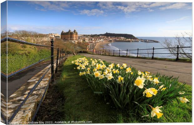 Scarborough daffodils Canvas Print by Andrew Ray