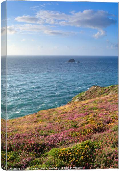 Heather and gorse (St Agnes Head) Canvas Print by Andrew Ray
