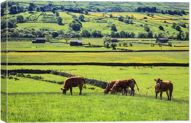 Cows at Raydale Canvas Print by Andrew Ray