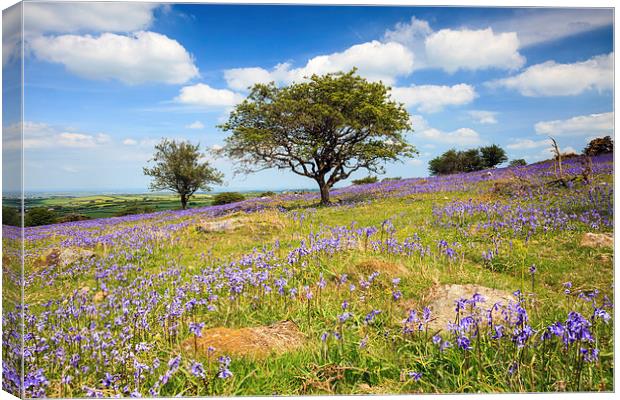 Dartmoor Bluebells Canvas Print by Andrew Ray