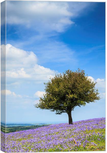 Lone Tree in Bluebells Canvas Print by Andrew Ray