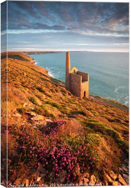 Heather above Wheal Coates Canvas Print by Andrew Ray