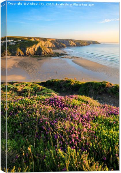 Heather at Porthtowan Canvas Print by Andrew Ray