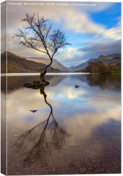 Lone tree (Llyn Padarn) Canvas Print by Andrew Ray