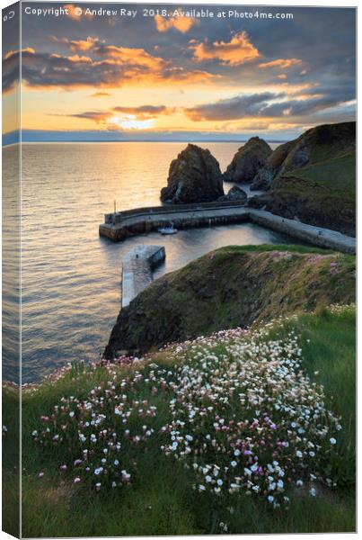 Spring Flowers at Sunset (Mullion Cove). Canvas Print by Andrew Ray