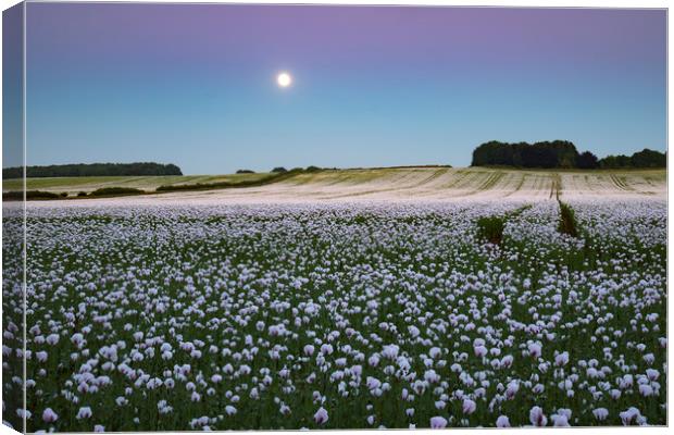 Moon over opium poppy fields Canvas Print by Andrew Ray