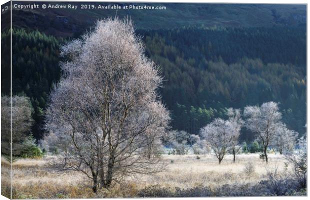 Frosty tree's (Glen Goil). Canvas Print by Andrew Ray