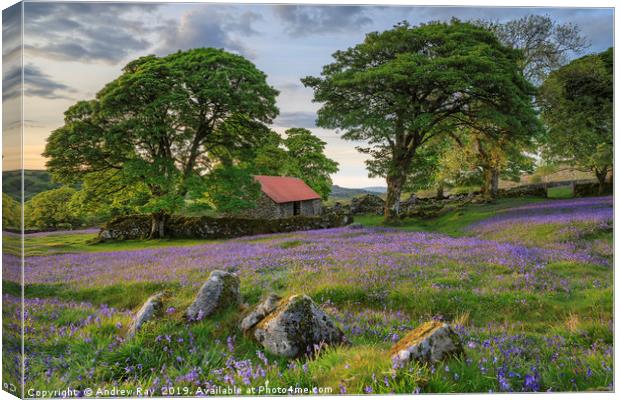 Rocks and Bluebells (Emsworthy Mire)  Canvas Print by Andrew Ray