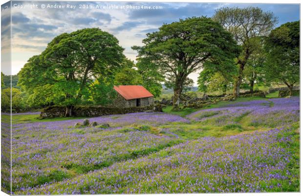 Emsworthy Mire Bluebells Canvas Print by Andrew Ray