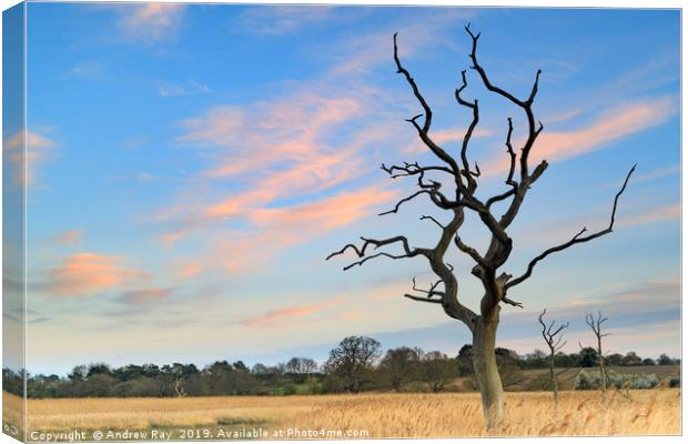 Sunset at Snape Maltings Canvas Print by Andrew Ray