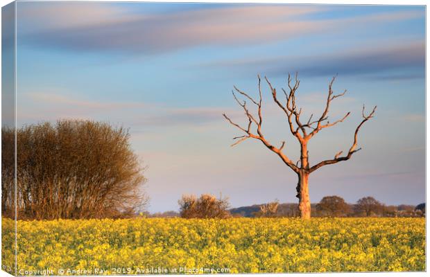 Tree in oilseed rape field (Lonely Farm) Canvas Print by Andrew Ray