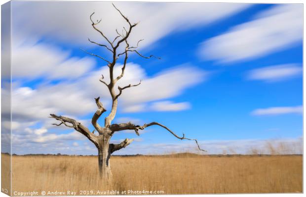 Tree on Snape Maltings Canvas Print by Andrew Ray