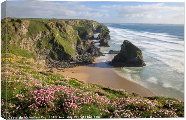 Spring flora (Bedruthan Steps) Canvas Print by Andrew Ray