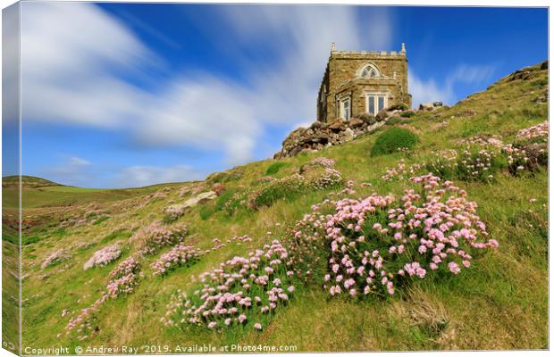 Thrift at Doyden Castle (Port Quin) Canvas Print by Andrew Ray