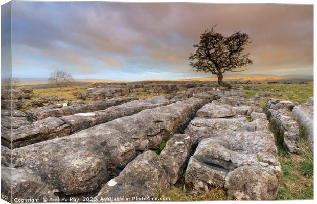 Winskill Stones at sunrise Canvas Print by Andrew Ray