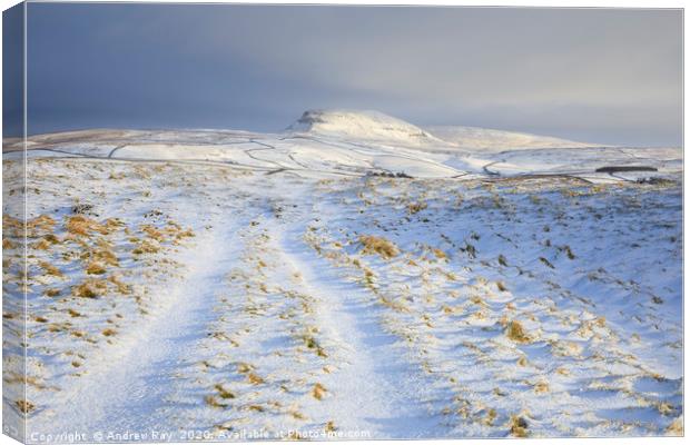 Path towards Pen-y-ghent Canvas Print by Andrew Ray