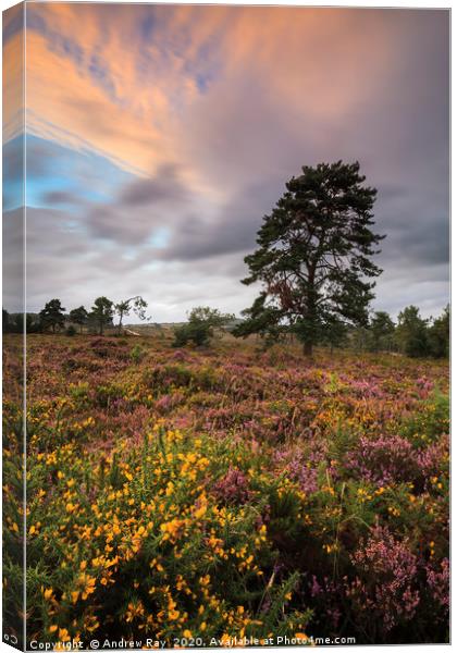 Autumn Colour (Woodbury Common) Canvas Print by Andrew Ray