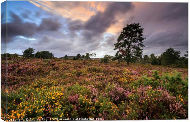 Woodbury Common Canvas Print by Andrew Ray