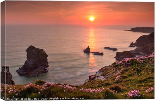Thrift at Sunset (Bedruthan Steps)  Canvas Print by Andrew Ray