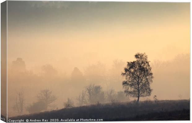 Tree's  in the Mist (Mogshade Hill) Canvas Print by Andrew Ray
