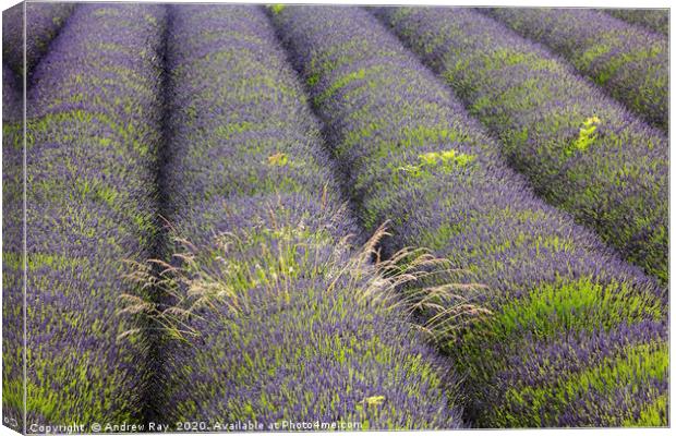 Lavender Rows Canvas Print by Andrew Ray