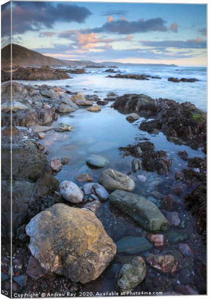 Rocky Shore Portwinkle Canvas Print by Andrew Ray