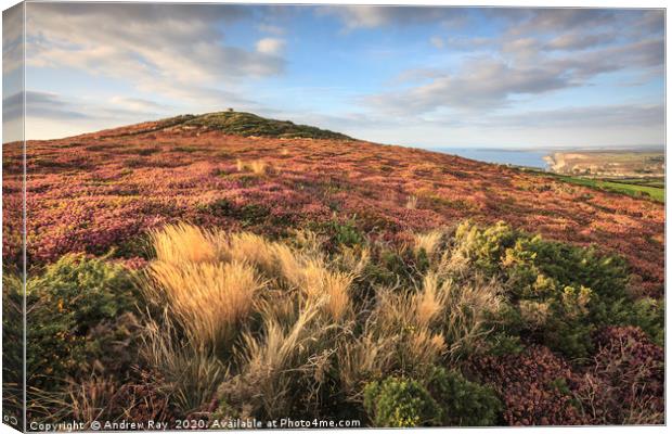 St Agnes Beacon  Canvas Print by Andrew Ray